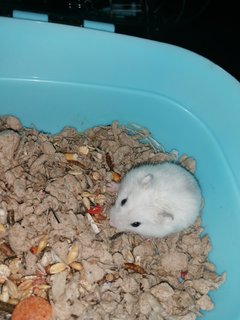 Aspen - Roborovsky's Hamster Hamster