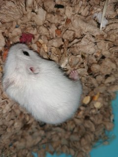 Aspen - Roborovsky's Hamster Hamster