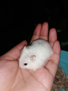 Aspen - Roborovsky's Hamster Hamster