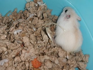 Echo - Roborovsky's Hamster Hamster