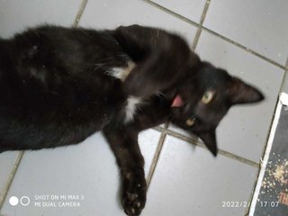 Onyx - Domestic Short Hair Cat