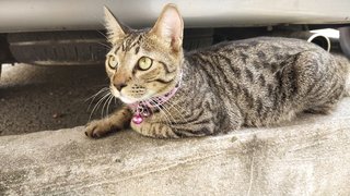 Runaway Cat - Domestic Short Hair Cat