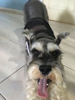 Ice Boy - Schnauzer Dog