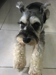 Ice Boy - Schnauzer Dog