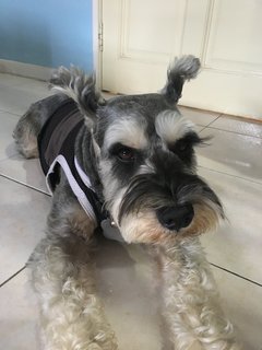 Ice Boy - Schnauzer Dog