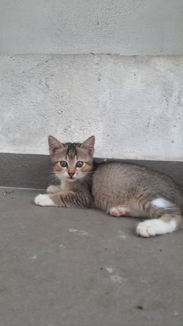 Unnamed - Domestic Short Hair Cat