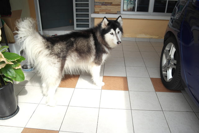 Blossom - Alaskan Malamute Dog