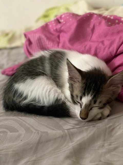 Los - Domestic Long Hair Cat