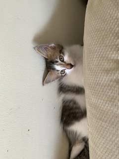 Los - Domestic Long Hair Cat