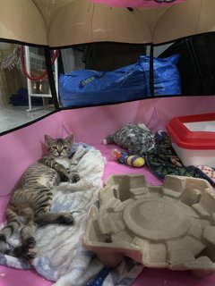 Bebe The Mittens Kitten - Domestic Short Hair Cat