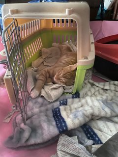 Bebe The Mittens Kitten - Domestic Short Hair Cat