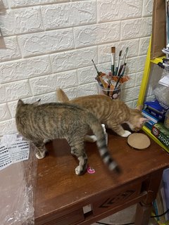 Bebe The Mittens Kitten - Domestic Short Hair Cat