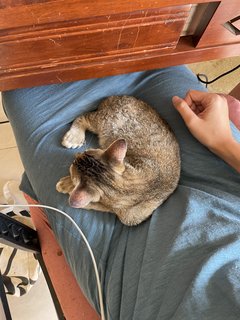 Bebe The Mittens Kitten - Domestic Short Hair Cat