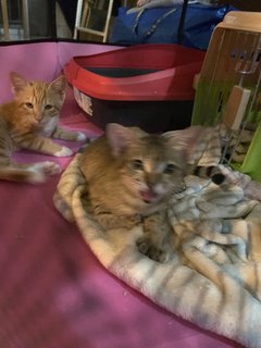 Bebe The Mittens Kitten - Domestic Short Hair Cat