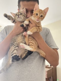 Bebe The Mittens Kitten - Domestic Short Hair Cat