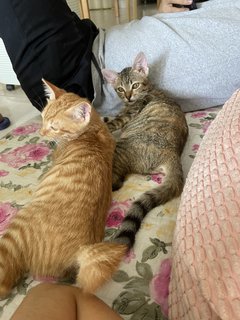 Bebe The Mittens Kitten - Domestic Short Hair Cat