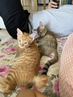 Bebe The Mittens Kitten - Domestic Short Hair Cat