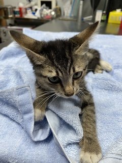 Waldo - Domestic Short Hair Cat