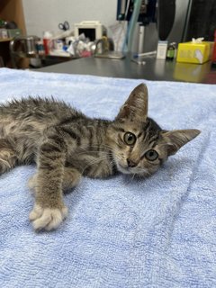 Waldo - Domestic Short Hair Cat