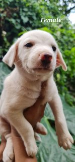 Rescued Pups - Mixed Breed Dog