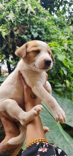 Rescued Pups - Mixed Breed Dog