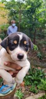 Rescued Pups - Mixed Breed Dog