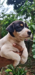 Rescued Pups - Mixed Breed Dog