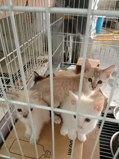 White Kittens - Domestic Short Hair Cat