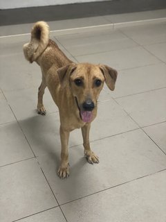 Moana  - Mixed Breed Dog