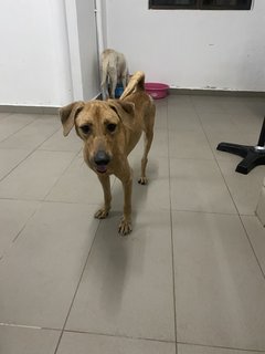 Moana  - Mixed Breed Dog