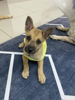 Beanz  - Mixed Breed Dog