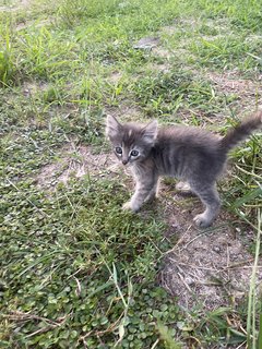 Kitten - Domestic Medium Hair + Domestic Short Hair Cat