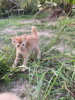 Kitten 2 - Domestic Short Hair Cat