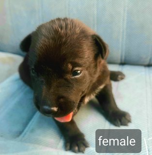 Black - Mixed Breed Dog