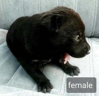 Black - Mixed Breed Dog