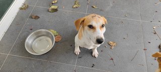 Princess And Tiny - Beagle Mix Dog