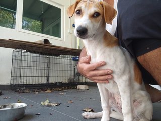 Princess And Tiny - Beagle Mix Dog