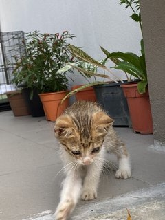 Leo &amp; Gary - Domestic Long Hair Cat