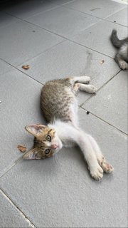 Leo &amp; Gary - Domestic Long Hair Cat