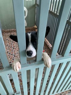 Boyboy - Mixed Breed Dog