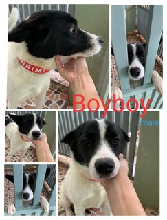 Boyboy - Mixed Breed Dog