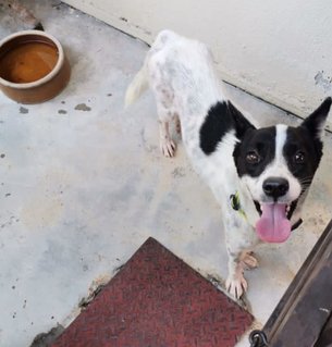 Girl Girl - Mixed Breed Dog