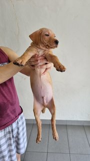 Huhu - Mixed Breed Dog