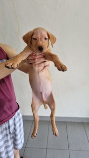 Huhu - Mixed Breed Dog