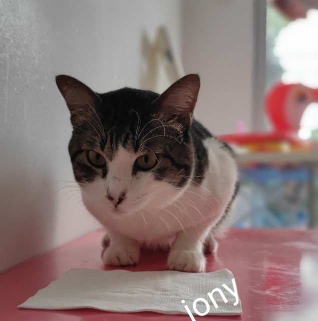  Jony -  + Domestic Short Hair Cat