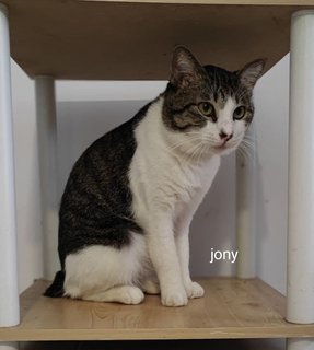  Jony -  + Domestic Short Hair Cat