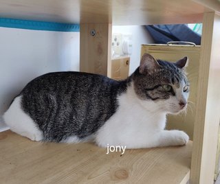  Jony -  + Domestic Short Hair Cat