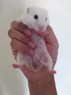 Hamster  - Syrian / Golden Hamster Hamster