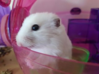 Hamster  - Syrian / Golden Hamster Hamster