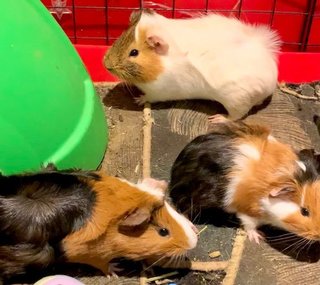 Guinea Pig Family - Guinea Pig Small & Furry